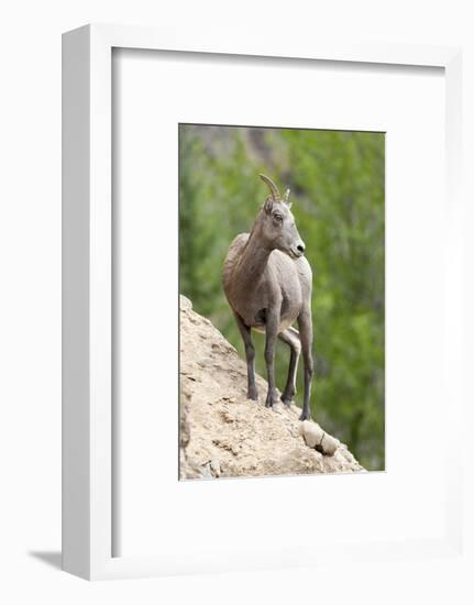 Yellowstone National Park, female bighorn sheep looking down from a steep perch.-Ellen Goff-Framed Photographic Print