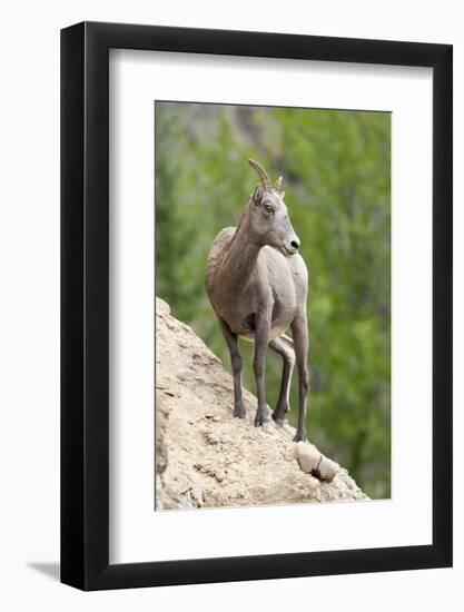 Yellowstone National Park, female bighorn sheep looking down from a steep perch.-Ellen Goff-Framed Photographic Print