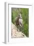 Yellowstone National Park, female bighorn sheep looking down from a steep perch.-Ellen Goff-Framed Photographic Print