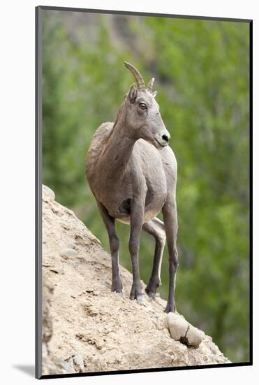 Yellowstone National Park, female bighorn sheep looking down from a steep perch.-Ellen Goff-Mounted Photographic Print
