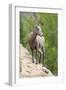 Yellowstone National Park, female bighorn sheep looking down from a steep perch.-Ellen Goff-Framed Photographic Print