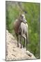 Yellowstone National Park, female bighorn sheep looking down from a steep perch.-Ellen Goff-Mounted Photographic Print