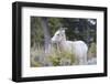 Yellowstone National Park, female bighorn sheep.-Ellen Goff-Framed Photographic Print