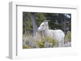 Yellowstone National Park, female bighorn sheep.-Ellen Goff-Framed Photographic Print