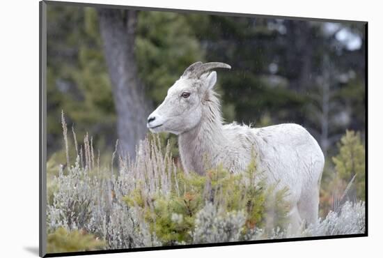 Yellowstone National Park, female bighorn sheep.-Ellen Goff-Mounted Photographic Print