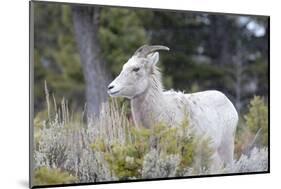 Yellowstone National Park, female bighorn sheep.-Ellen Goff-Mounted Photographic Print