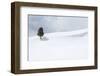 Yellowstone National Park, Lamar Valley. A lone trees standing out in the snowy landscape.-Ellen Goff-Framed Photographic Print