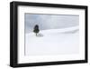 Yellowstone National Park, Lamar Valley. A lone trees standing out in the snowy landscape.-Ellen Goff-Framed Photographic Print