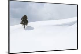 Yellowstone National Park, Lamar Valley. A lone trees standing out in the snowy landscape.-Ellen Goff-Mounted Photographic Print