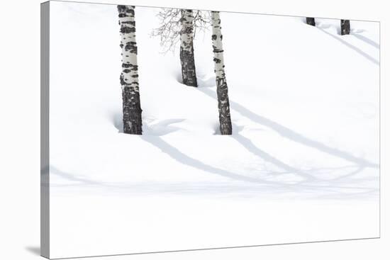 Yellowstone National Park, Lamar Valley. Aspen trees cast shadows on the snow.-Ellen Goff-Stretched Canvas