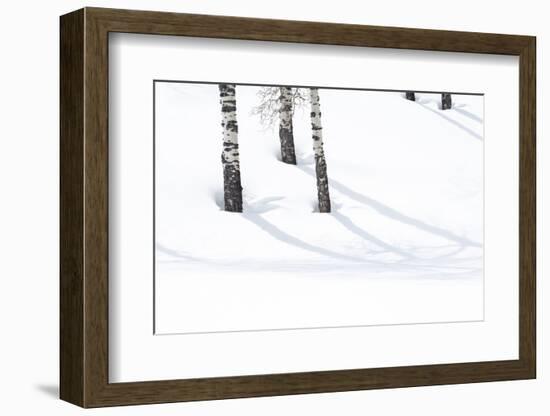 Yellowstone National Park, Lamar Valley. Aspen trees cast shadows on the snow.-Ellen Goff-Framed Photographic Print