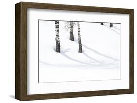 Yellowstone National Park, Lamar Valley. Aspen trees cast shadows on the snow.-Ellen Goff-Framed Photographic Print