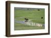 Yellowstone National Park, Lamar Valley. Bison enjoying the green grass of spring.-Ellen Goff-Framed Photographic Print