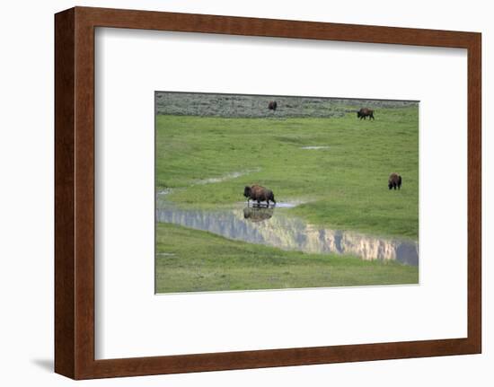 Yellowstone National Park, Lamar Valley. Bison enjoying the green grass of spring.-Ellen Goff-Framed Photographic Print