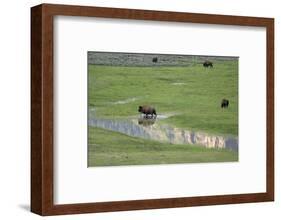 Yellowstone National Park, Lamar Valley. Bison enjoying the green grass of spring.-Ellen Goff-Framed Photographic Print