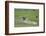 Yellowstone National Park, Lamar Valley. Bison enjoying the green grass of spring.-Ellen Goff-Framed Photographic Print