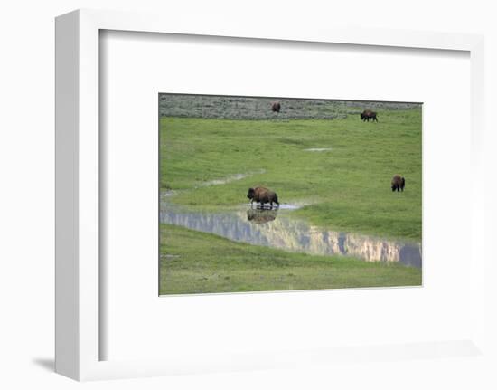 Yellowstone National Park, Lamar Valley. Bison enjoying the green grass of spring.-Ellen Goff-Framed Photographic Print