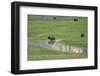 Yellowstone National Park, Lamar Valley. Bison enjoying the green grass of spring.-Ellen Goff-Framed Photographic Print