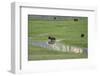 Yellowstone National Park, Lamar Valley. Bison enjoying the green grass of spring.-Ellen Goff-Framed Photographic Print