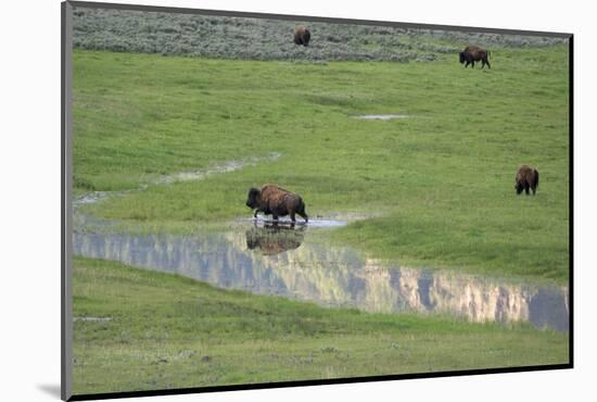 Yellowstone National Park, Lamar Valley. Bison enjoying the green grass of spring.-Ellen Goff-Mounted Photographic Print