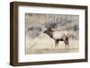 Yellowstone National Park, portrait of a bull elk with a large rack.-Ellen Goff-Framed Photographic Print