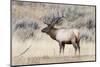 Yellowstone National Park, portrait of a bull elk with a large rack.-Ellen Goff-Mounted Photographic Print