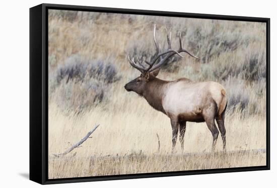 Yellowstone National Park, portrait of a bull elk with a large rack.-Ellen Goff-Framed Stretched Canvas