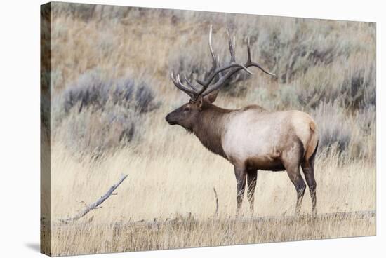 Yellowstone National Park, portrait of a bull elk with a large rack.-Ellen Goff-Stretched Canvas