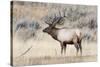 Yellowstone National Park, portrait of a bull elk with a large rack.-Ellen Goff-Stretched Canvas