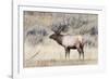 Yellowstone National Park, portrait of a bull elk with a large rack.-Ellen Goff-Framed Photographic Print