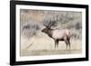 Yellowstone National Park, portrait of a bull elk with a large rack.-Ellen Goff-Framed Photographic Print