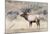 Yellowstone National Park, portrait of a bull elk with a large rack.-Ellen Goff-Mounted Photographic Print