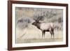 Yellowstone National Park, portrait of a bull elk with a large rack.-Ellen Goff-Framed Photographic Print