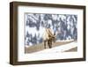 Yellowstone National Park, portrait of a bull elk with massive antlers that he hasn't shed.-Ellen Goff-Framed Photographic Print