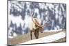 Yellowstone National Park, portrait of a bull elk with massive antlers that he hasn't shed.-Ellen Goff-Mounted Photographic Print