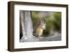 Yellowstone National Park, portrait of a chipmunk.-Ellen Goff-Framed Photographic Print