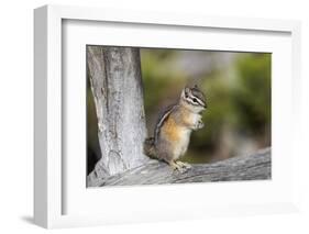 Yellowstone National Park, portrait of a chipmunk.-Ellen Goff-Framed Photographic Print