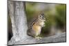 Yellowstone National Park, portrait of a chipmunk.-Ellen Goff-Mounted Photographic Print