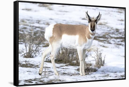 Yellowstone National Park, portrait of a male pronghorn in winter snow.-Ellen Goff-Framed Stretched Canvas
