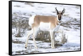 Yellowstone National Park, portrait of a male pronghorn in winter snow.-Ellen Goff-Framed Stretched Canvas