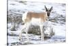 Yellowstone National Park, portrait of a male pronghorn in winter snow.-Ellen Goff-Stretched Canvas