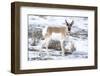 Yellowstone National Park, portrait of a male pronghorn in winter snow.-Ellen Goff-Framed Photographic Print