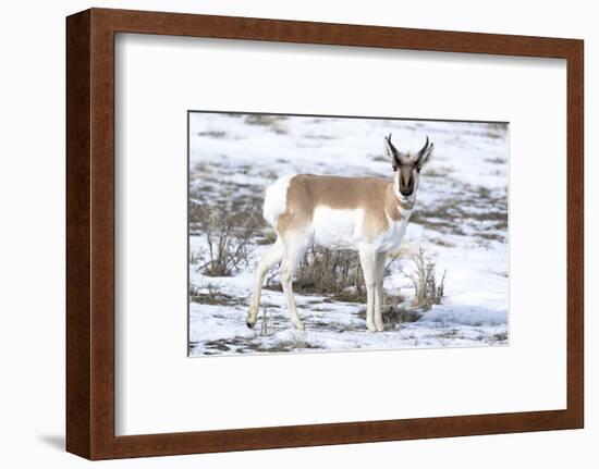 Yellowstone National Park, portrait of a male pronghorn in winter snow.-Ellen Goff-Framed Photographic Print