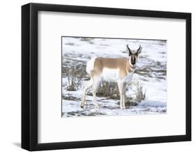 Yellowstone National Park, portrait of a male pronghorn in winter snow.-Ellen Goff-Framed Photographic Print