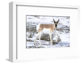 Yellowstone National Park, portrait of a male pronghorn in winter snow.-Ellen Goff-Framed Photographic Print