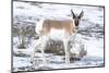 Yellowstone National Park, portrait of a male pronghorn in winter snow.-Ellen Goff-Mounted Photographic Print