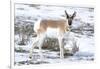 Yellowstone National Park, portrait of a male pronghorn in winter snow.-Ellen Goff-Framed Photographic Print