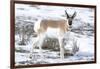 Yellowstone National Park, portrait of a male pronghorn in winter snow.-Ellen Goff-Framed Photographic Print