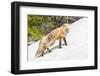 Yellowstone National Park, red fox in its spring coat walking through melting snow.-Ellen Goff-Framed Photographic Print