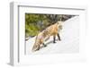 Yellowstone National Park, red fox in its spring coat walking through melting snow.-Ellen Goff-Framed Photographic Print